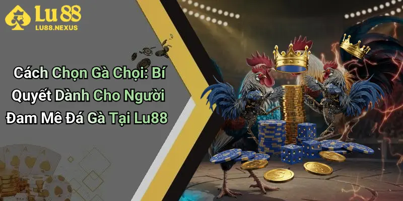 Cách Chọn Gà Chọi: Bí Quyết Dành Cho Người Đam Mê Đá Gà Tại Lu88