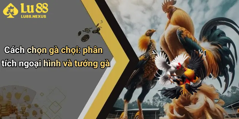Cách chọn gà chọi: phân tích ngoại hình và tướng gà