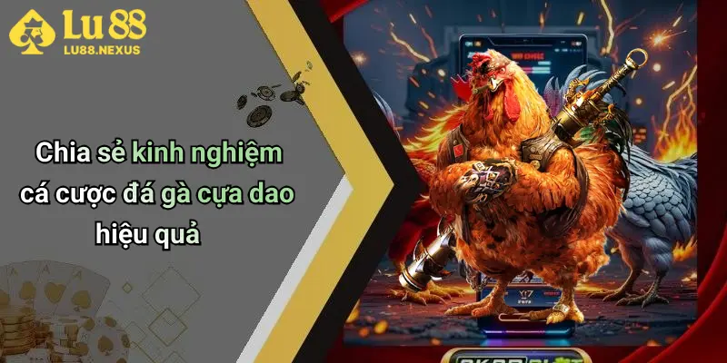 Chia sẻ kinh nghiệm cá cược đá gà cựa dao hiệu quả