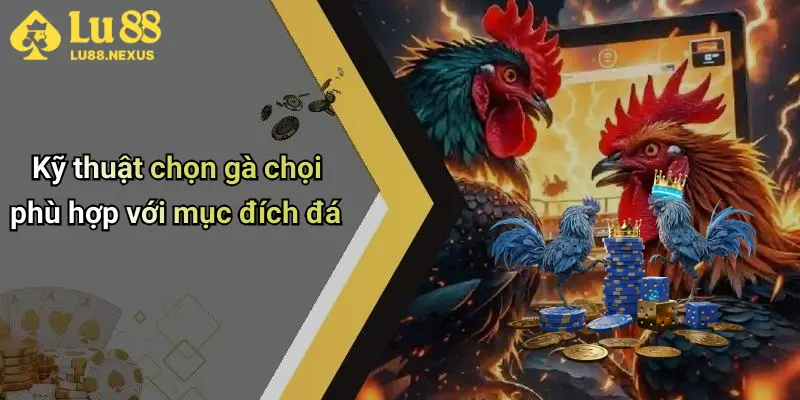 Kỹ thuật chọn gà chọi phù hợp với mục đích đá