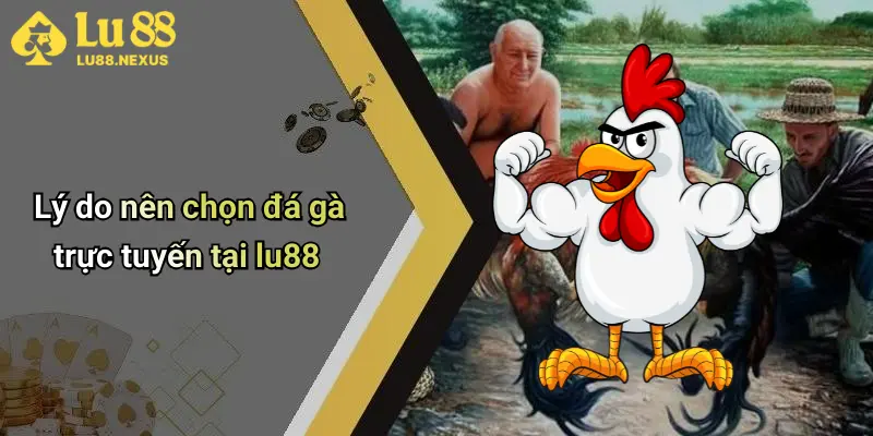 Lý do nên chọn đá gà trực tuyến tại lu88