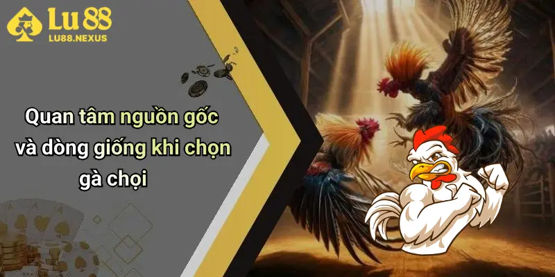 Quan tâm nguồn gốc và dòng giống khi chọn gà chọi