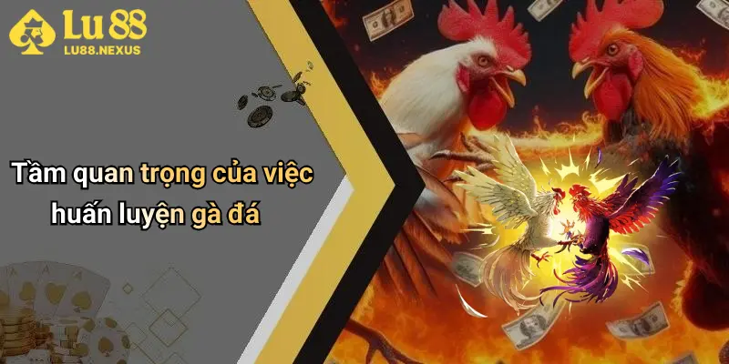 Tầm quan trọng của việc huấn luyện gà đá